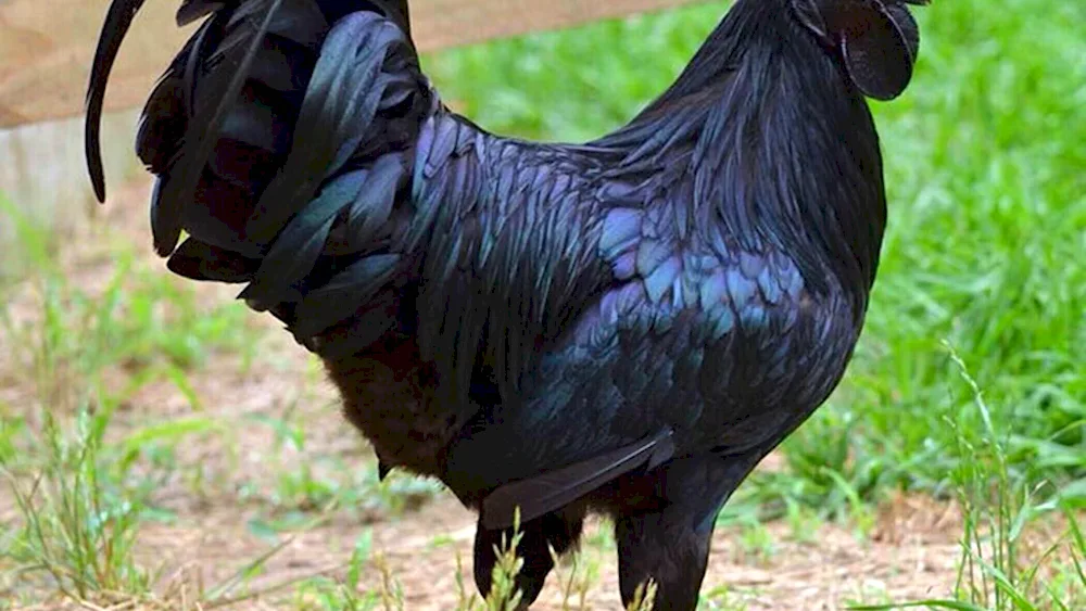 Ayam Tsemani chickens
