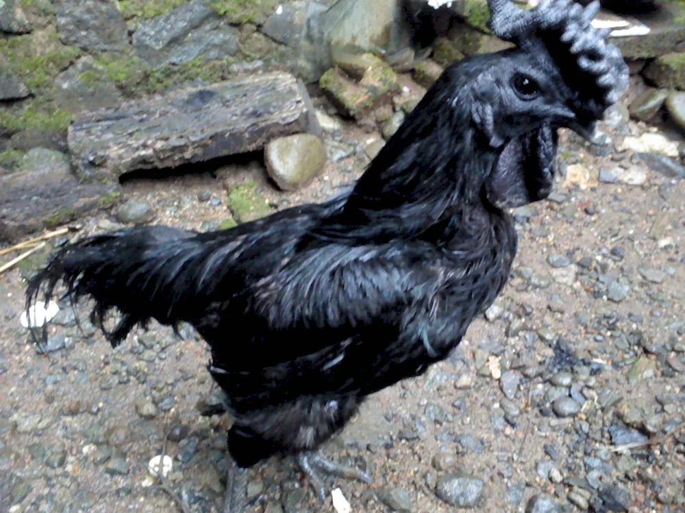 Australorp breed