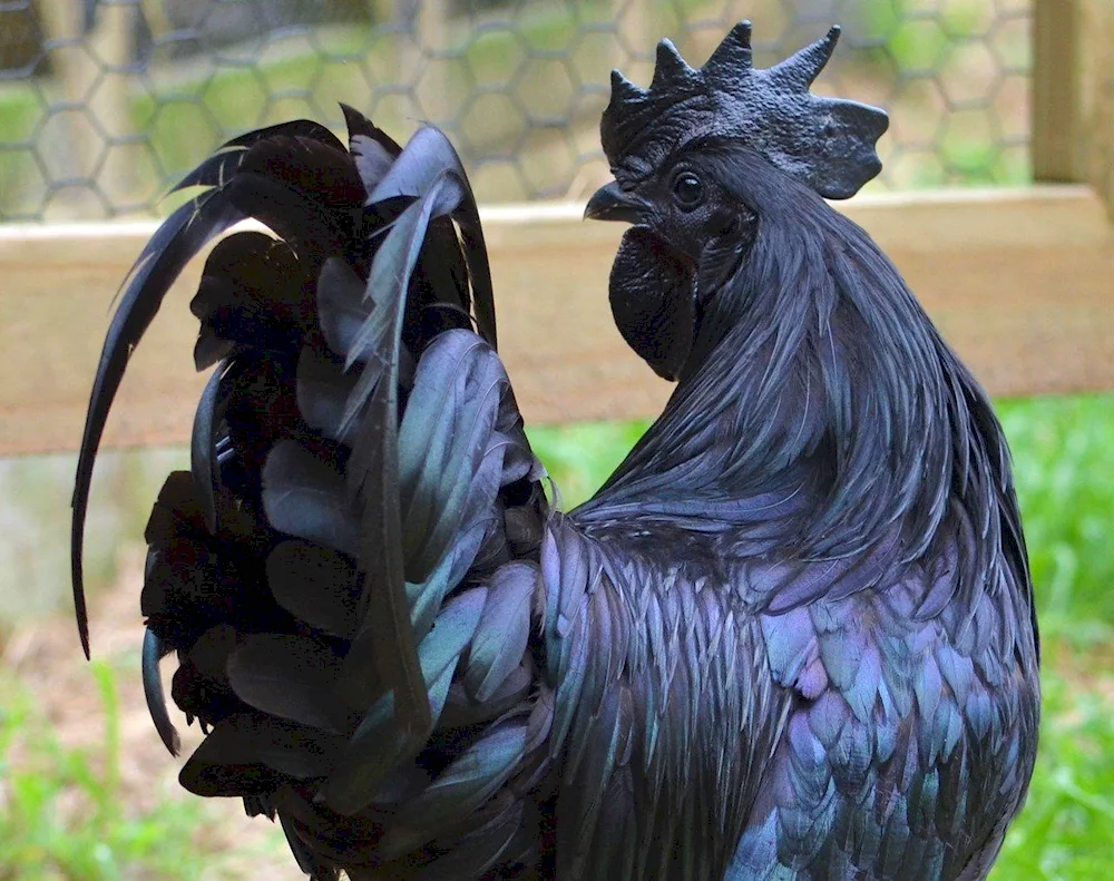 Pantsirovskaya black hen