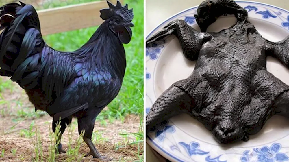 Maran breed of chicken