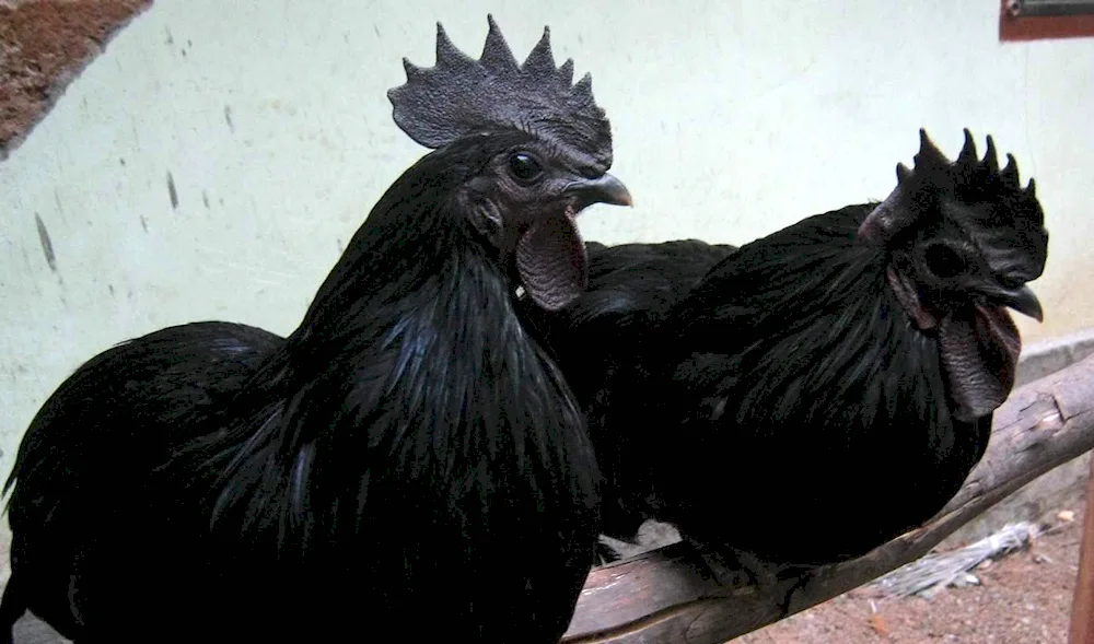 Australorp