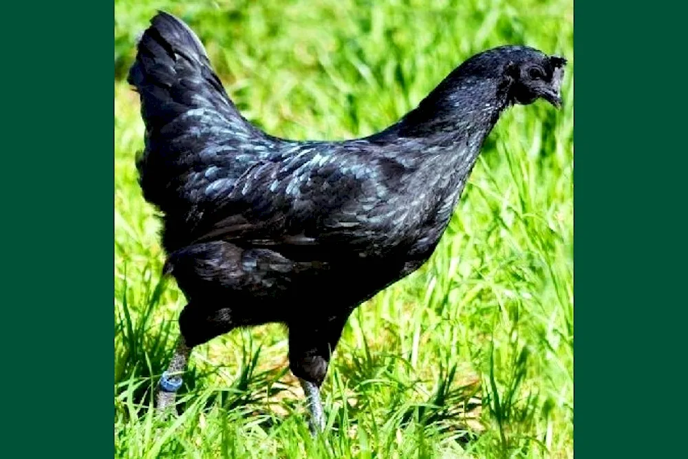 Ayam Cemani breed