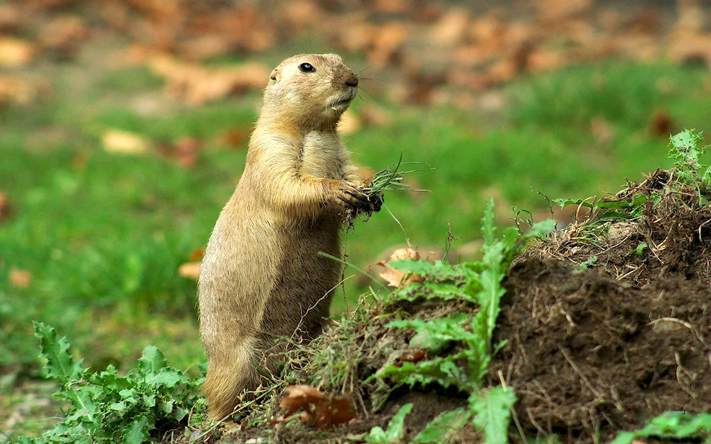 Aydakh Gopher