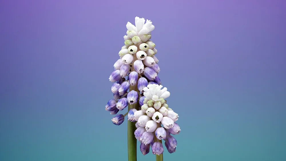 Flowers on black background