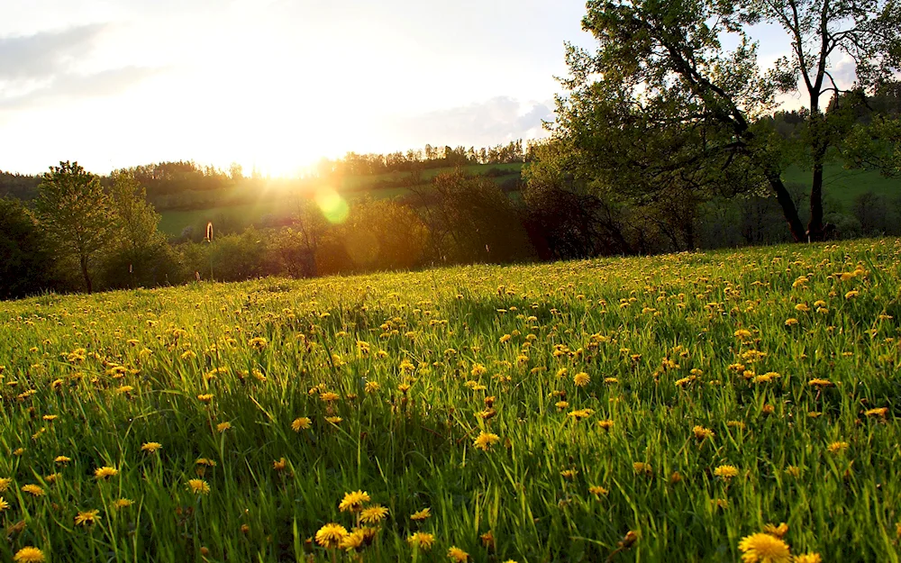 Dandelion Field