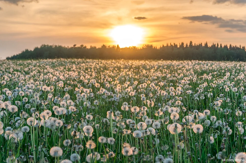 Dandelion Field