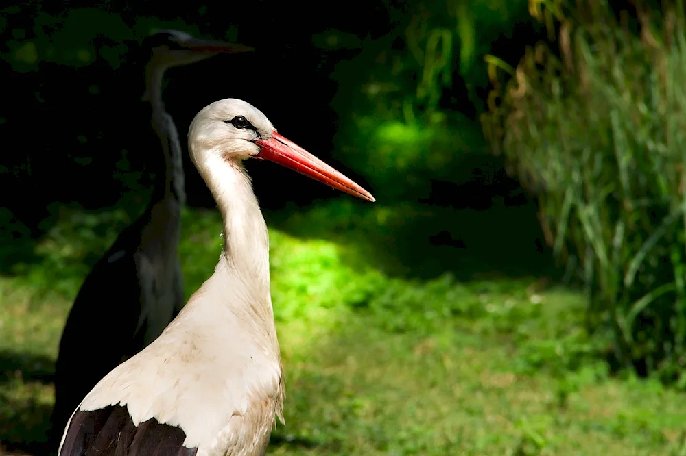 Stork