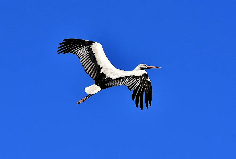 A stork in the sky