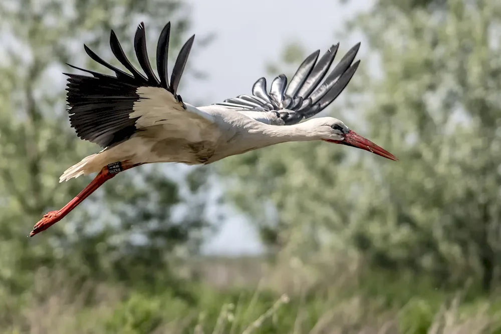 White-bellied stork