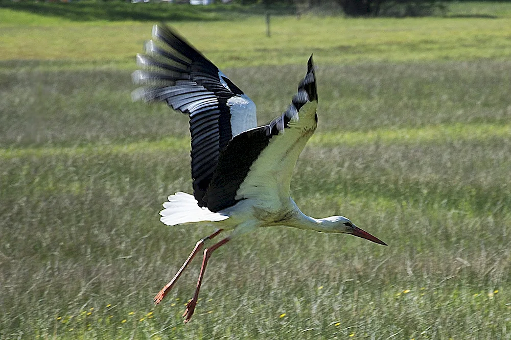 White stork Belarus