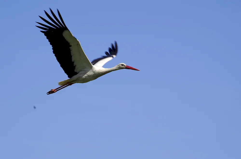 White stork in flight