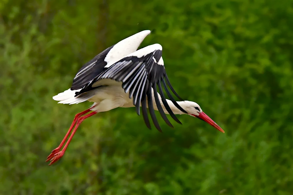 A stork