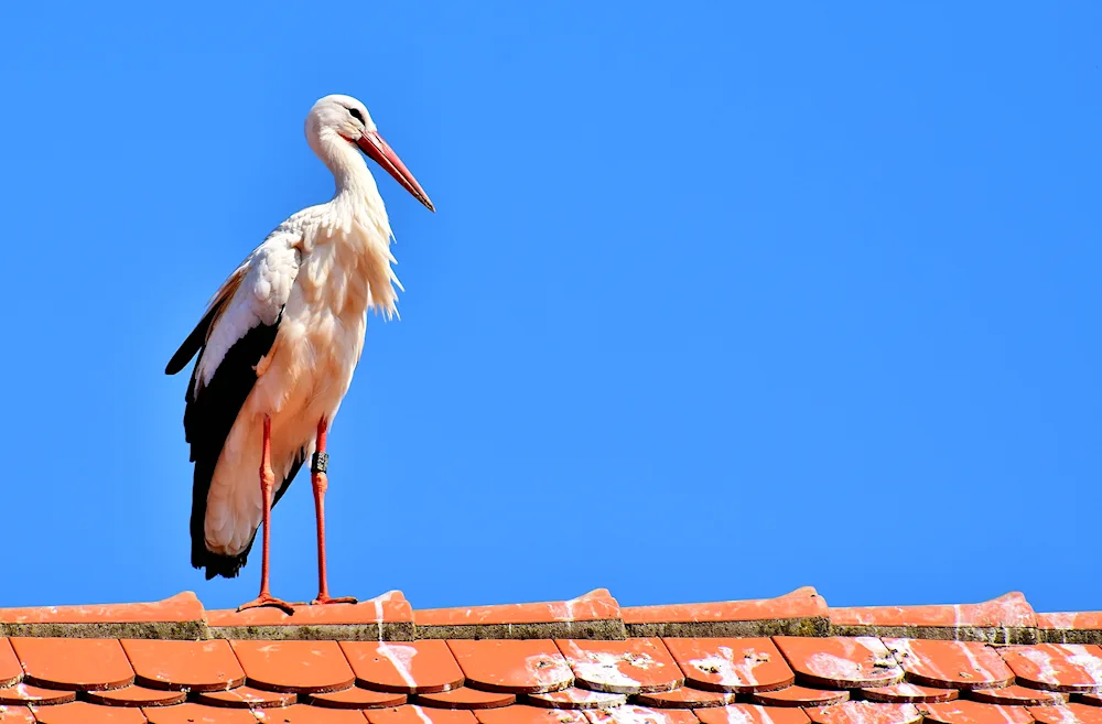 White stork eggs in the nest