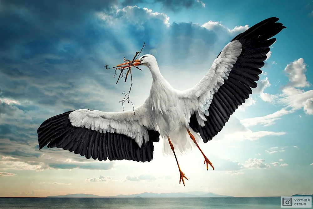 White stork bird