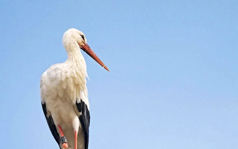 Stork stork bird picture