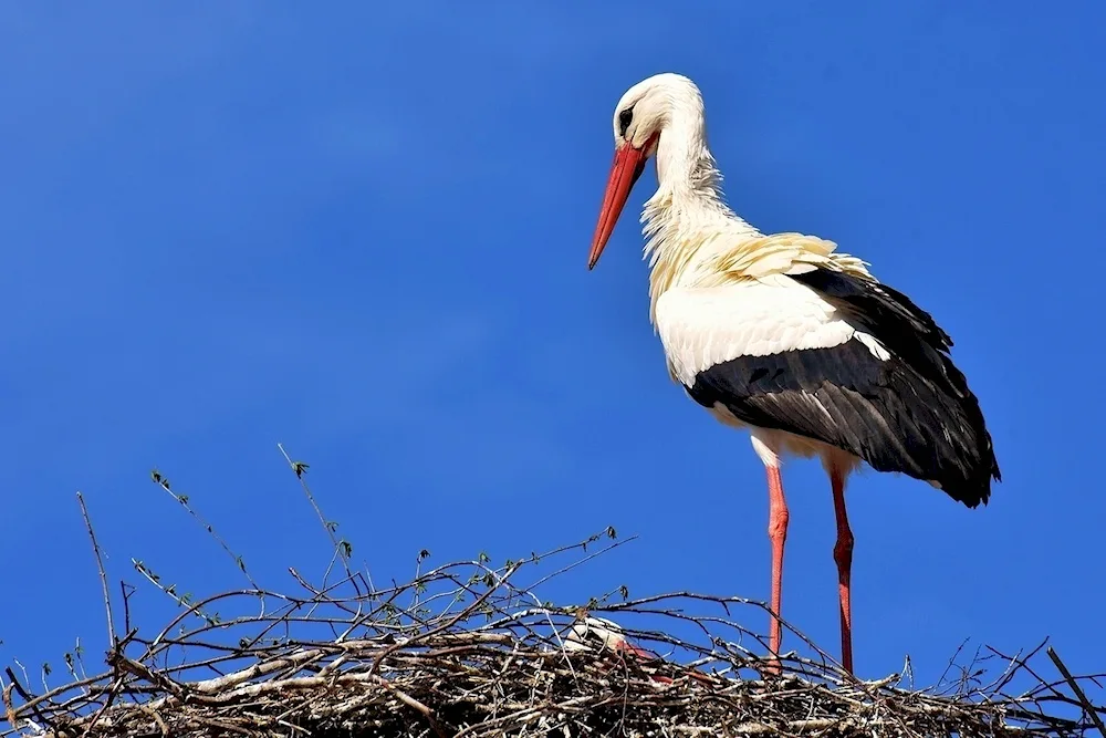 A stork beak