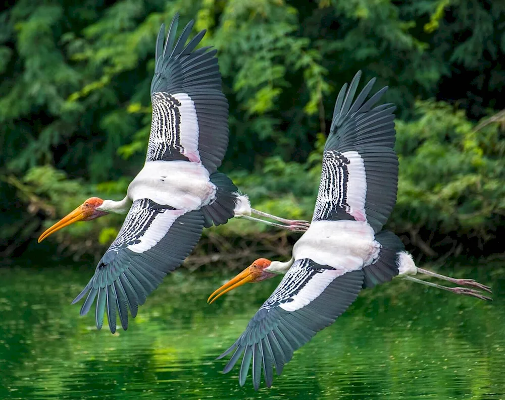 A stork beak