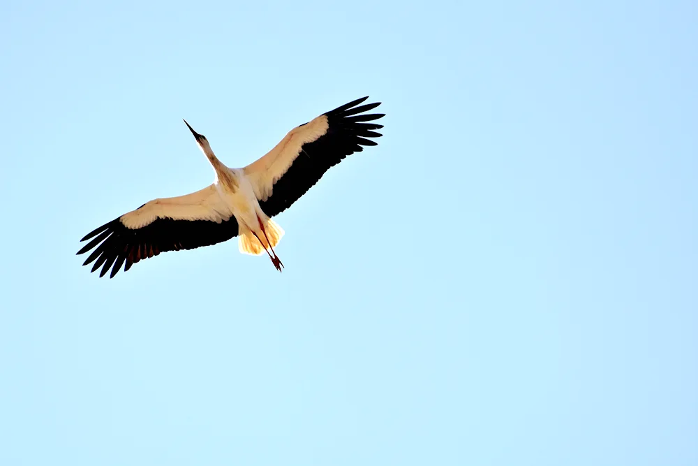 A stork flying