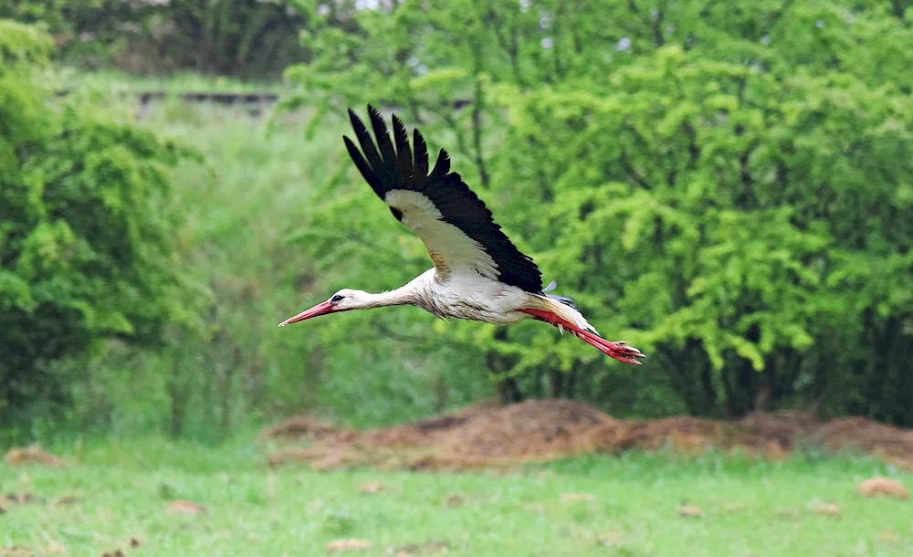 A stork in flight