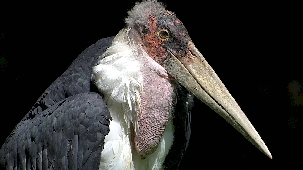 Marabou stork black