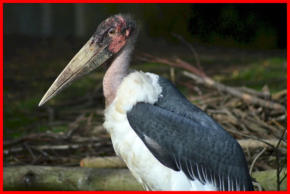 African Marabou bird