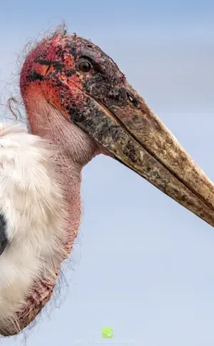 Marabou stork is a scary bird