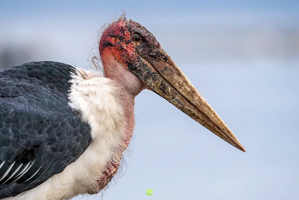 Marabou stork is a scary bird