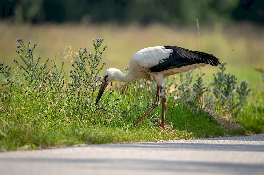 A stork on the pier.