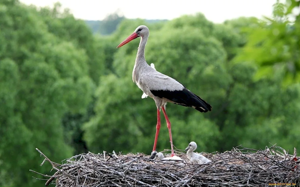 Migratory stork bird