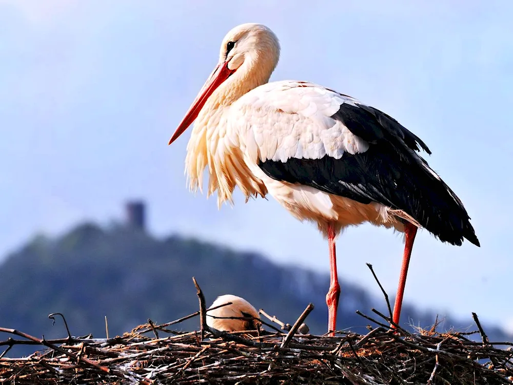 Migratory stork bird