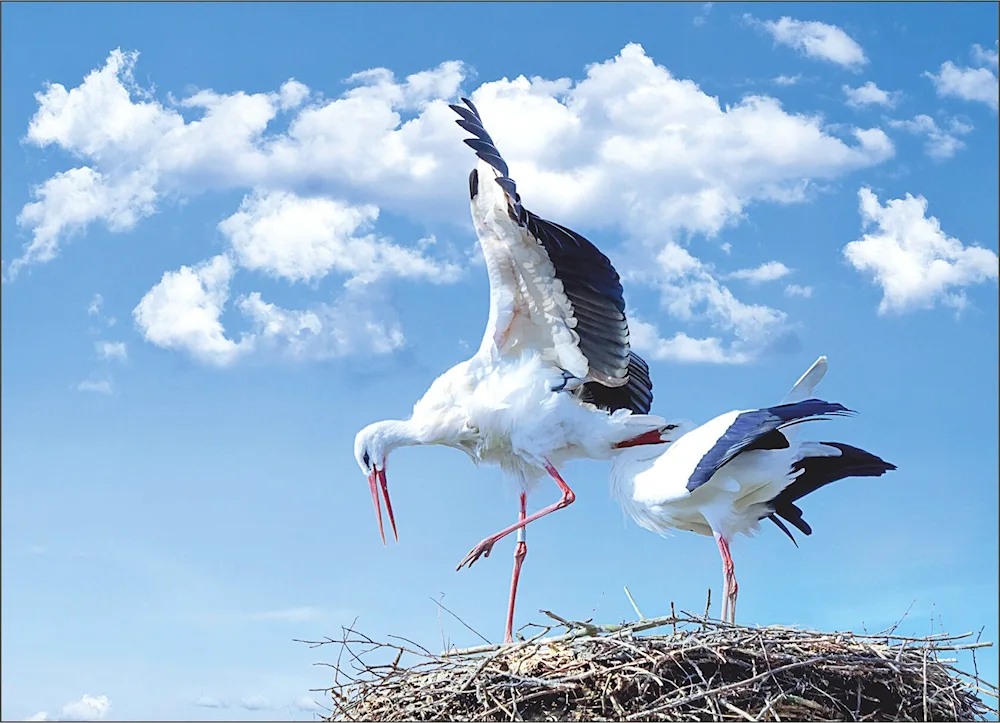 A stork