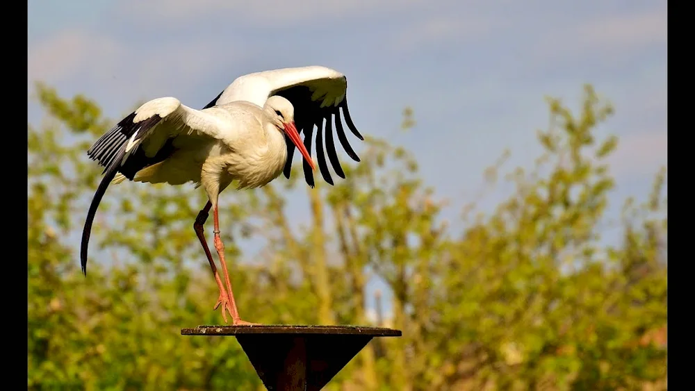 A stork bird