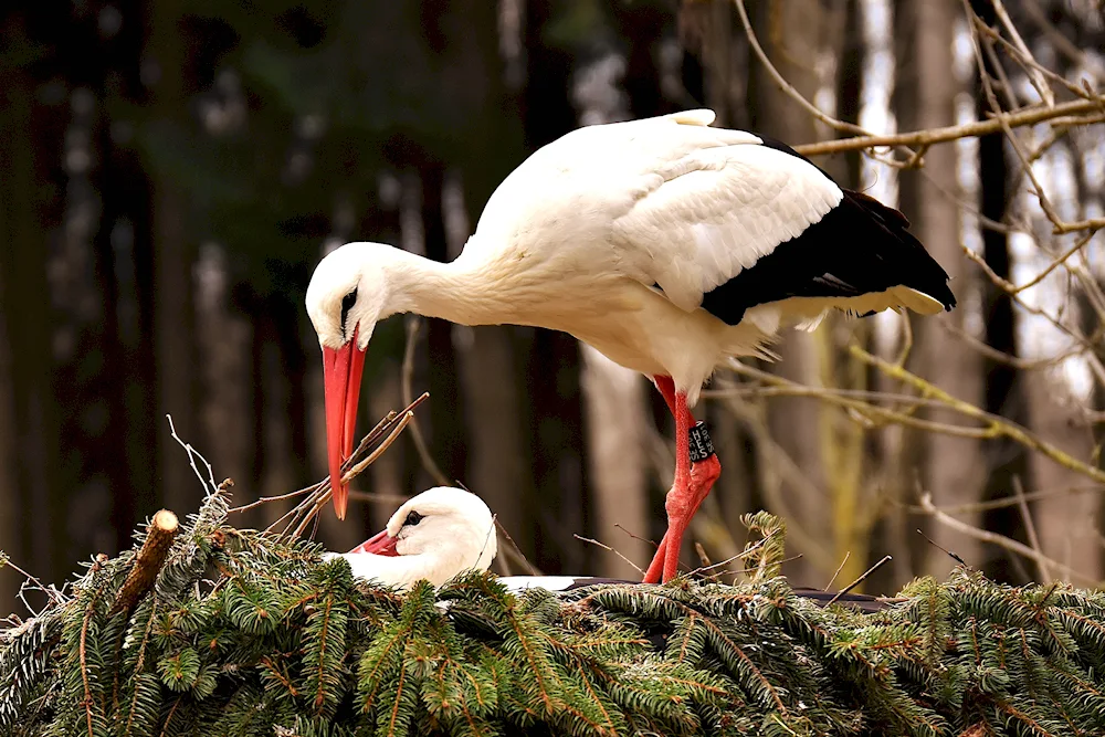 Migratory stork bird