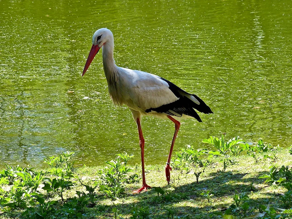 White stork bird