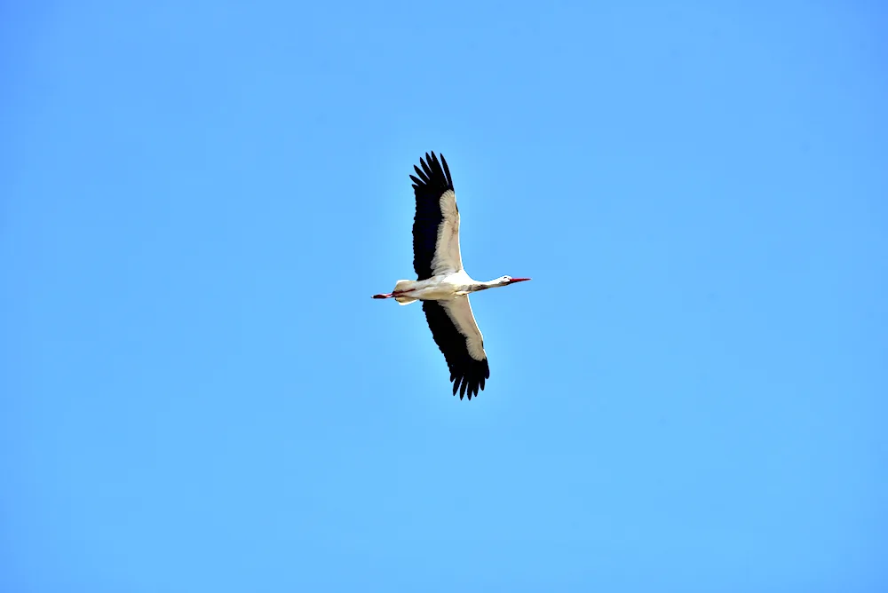 A stork in the sky