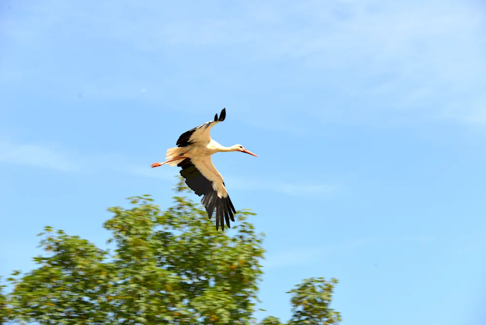 White Stork Belarus