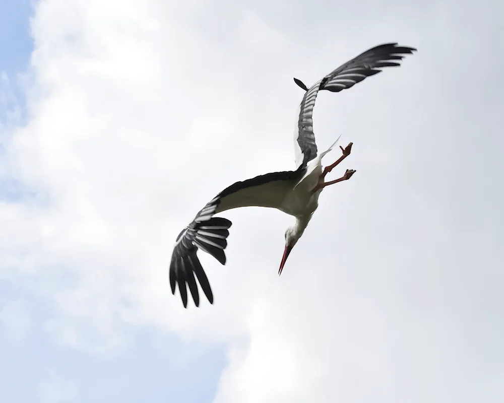 A stork in the field