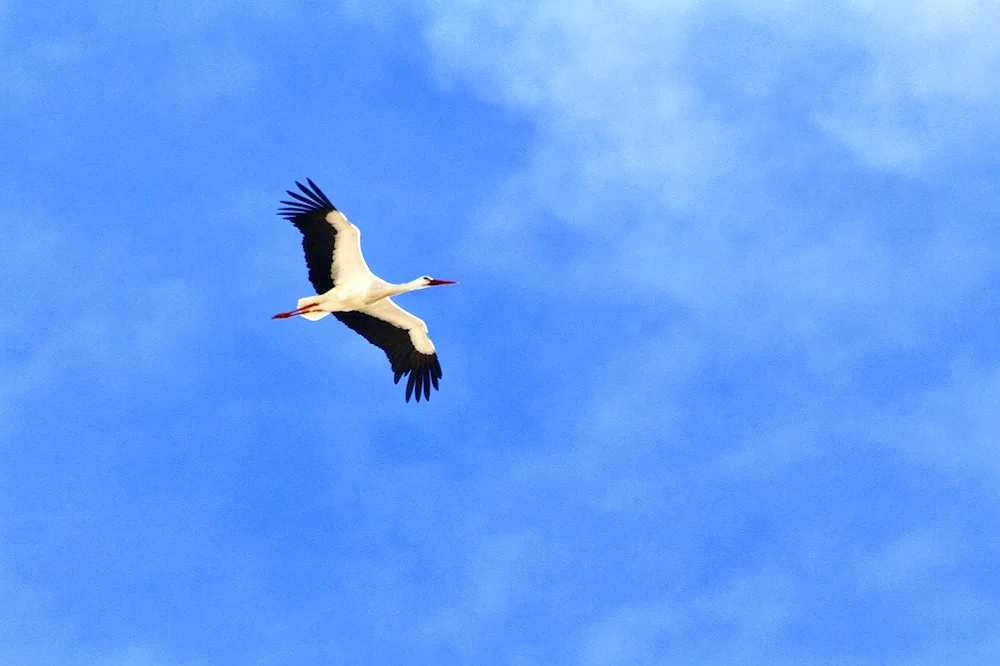 A stork in the sky