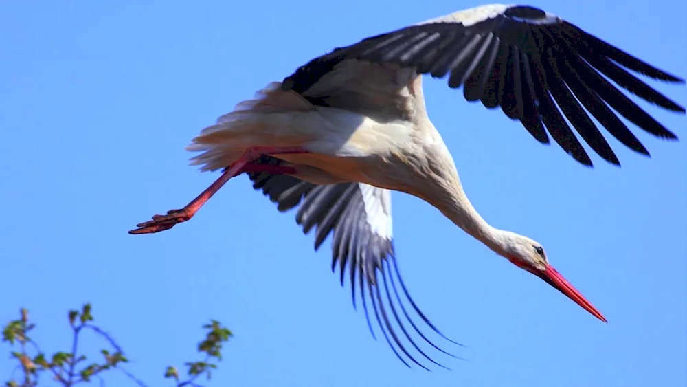 Crane in the sky