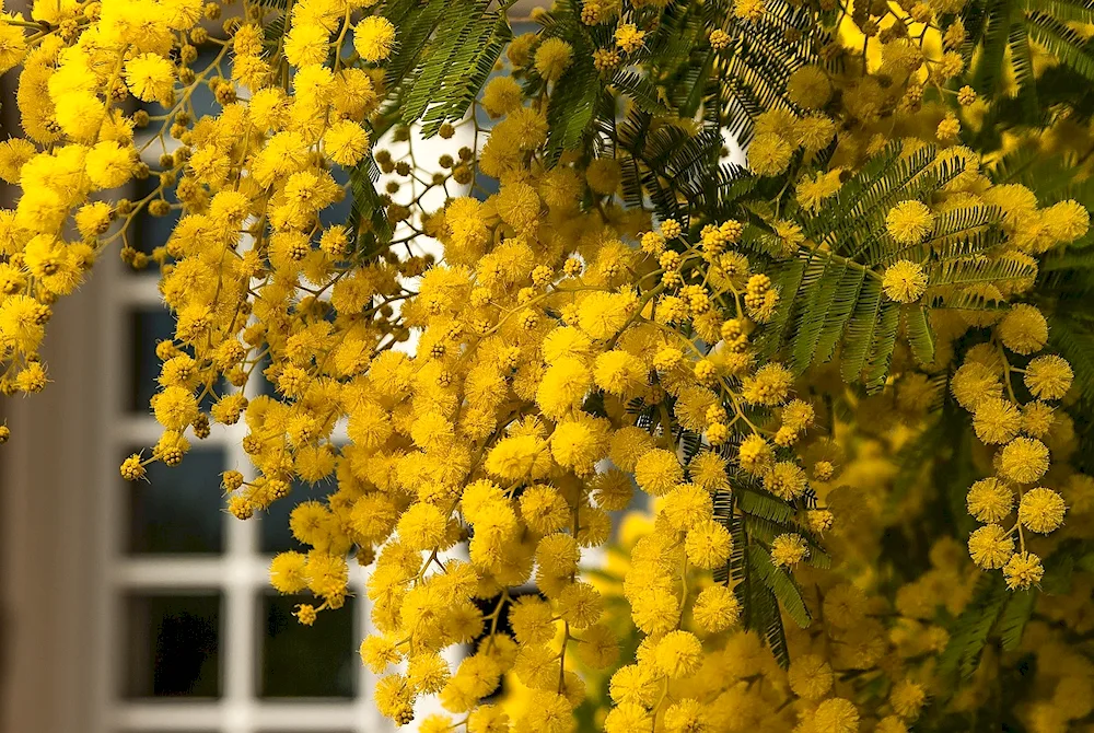 Mimosa flower