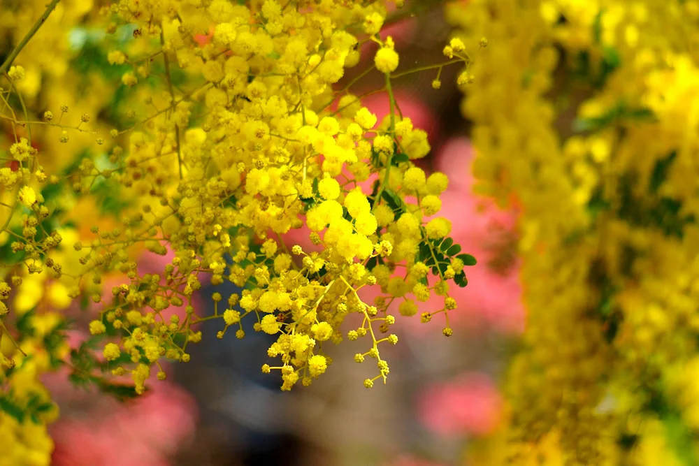 Mimosa plant