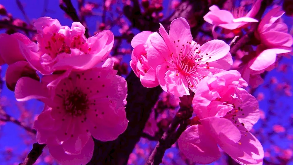 Acacia Sakura