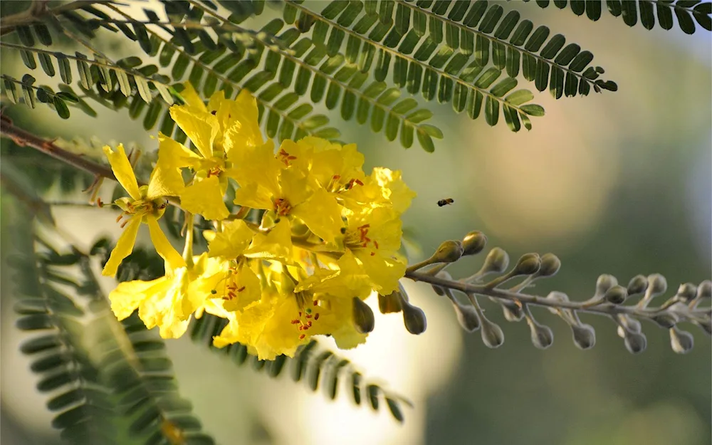 Mimosa flower