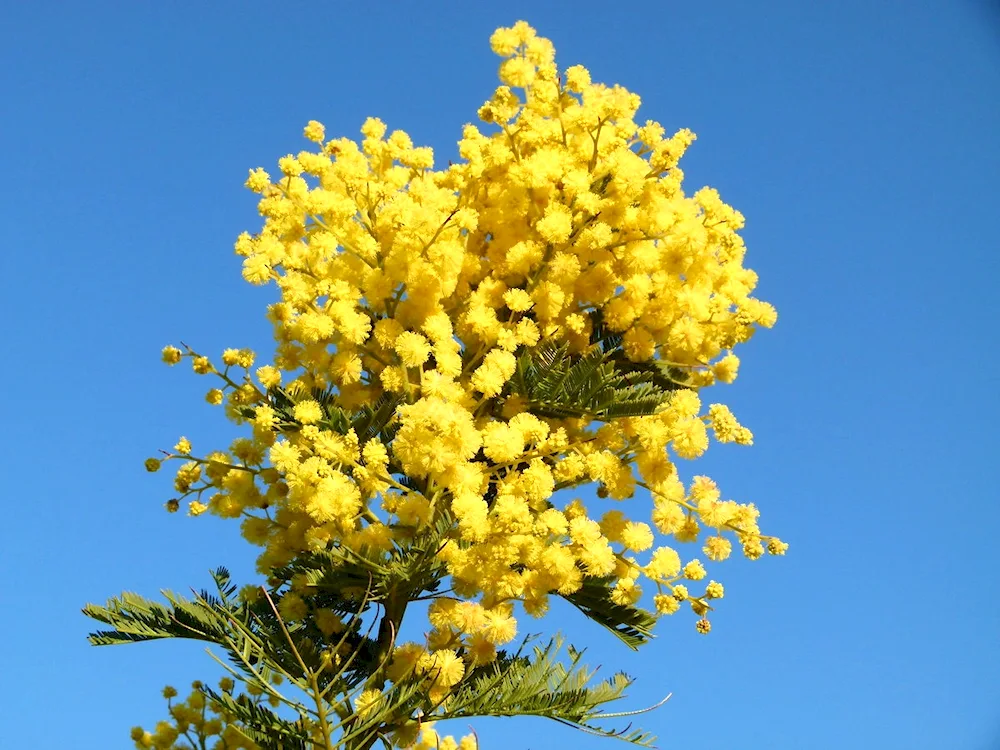 Mimosa flower