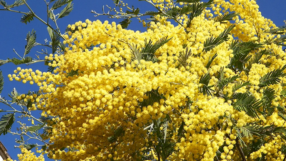 Acacia silver mimosa