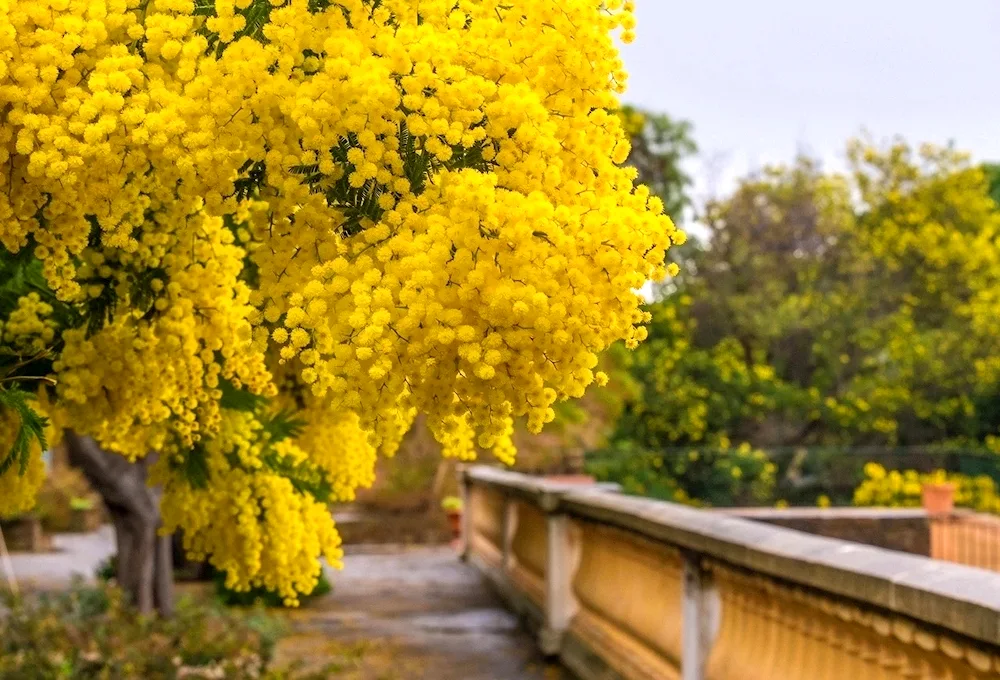 Mimosa Acacia abhazia