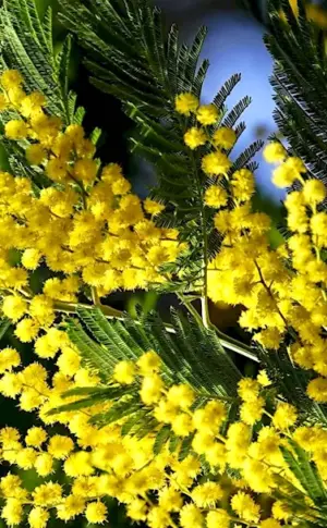 Acacia silver mimosa