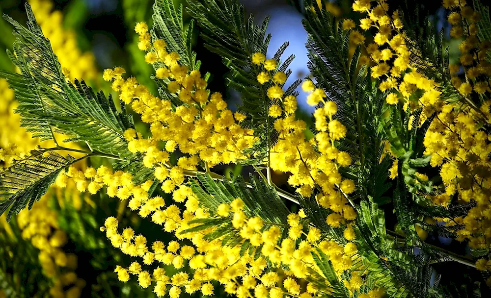 Acacia silver mimosa