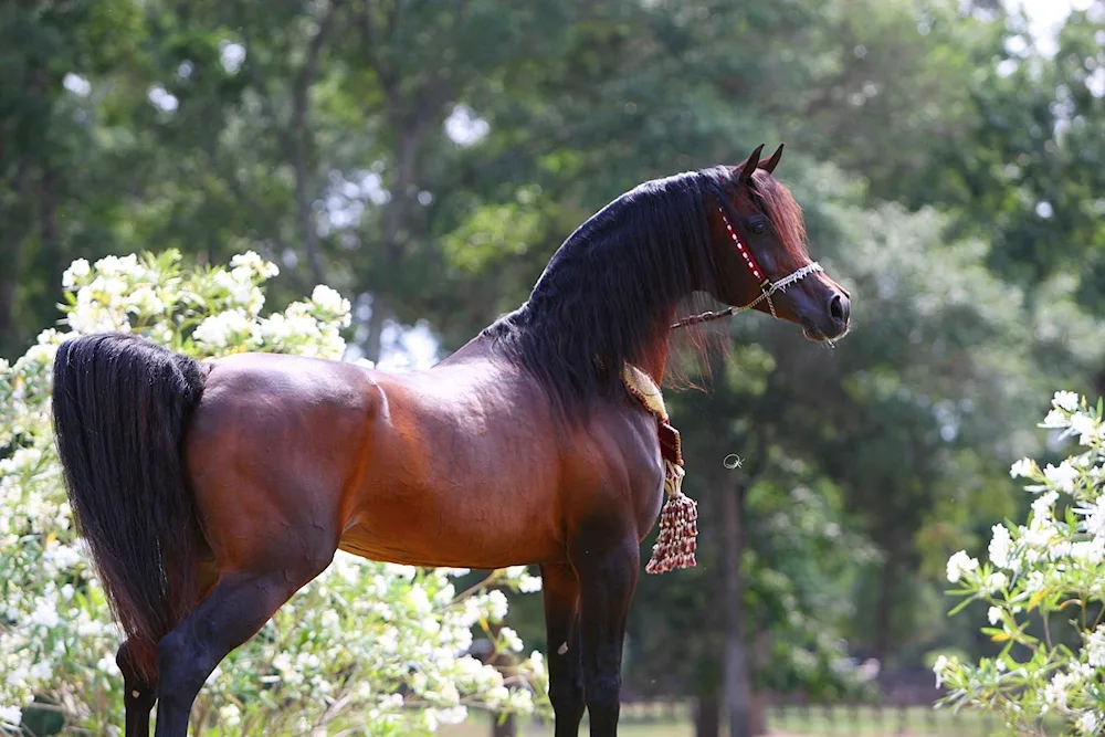 Arabian horse