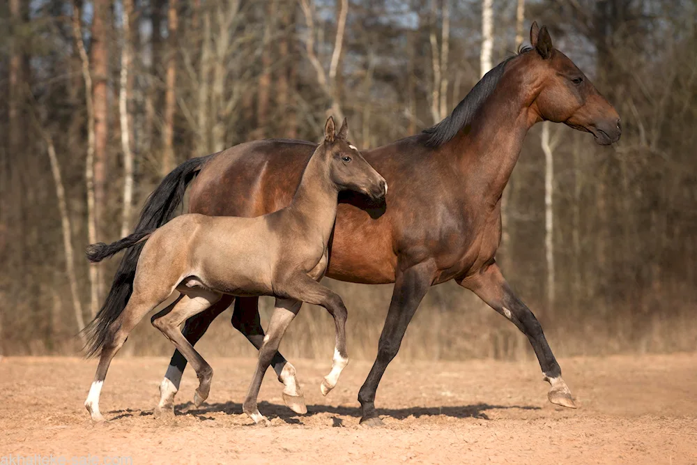 Akhaltekinets horse